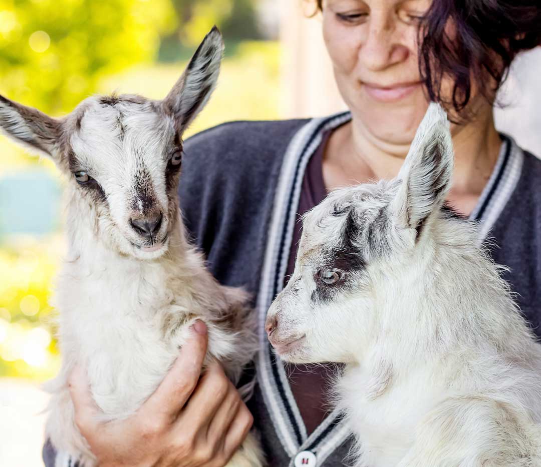 women holding two goats during goat yoga